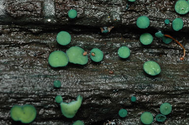 APII jpeg image of Chlorociboria aeruginascens  © contact APII