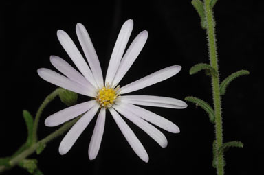 APII jpeg image of Olearia cordata  © contact APII