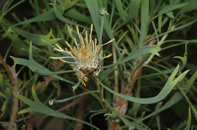 APII jpeg image of Isopogon tridens  © contact APII