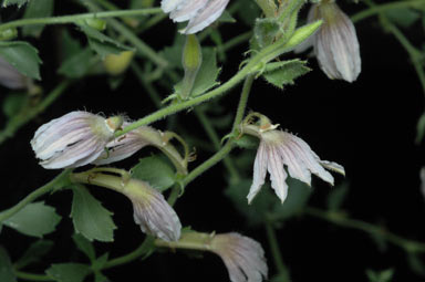 APII jpeg image of Scaevola parvibarbata  © contact APII