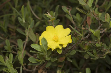 APII jpeg image of Hibbertia kaputarensis  © contact APII