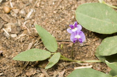 APII jpeg image of Glycine tabacina  © contact APII