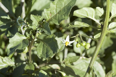 APII jpeg image of Solanum nigrum  © contact APII
