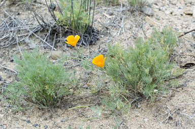 APII jpeg image of Eschscholzia californica  © contact APII