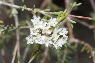 APII jpeg image of Verticordia pennigera  © contact APII