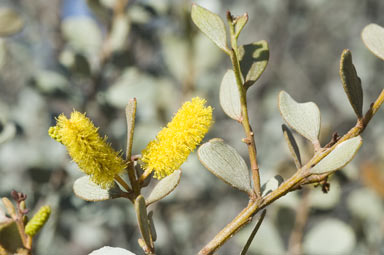 APII jpeg image of Acacia wickhamii subsp. wickhamii  © contact APII