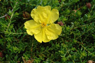 Hibbertia serpyllifolia