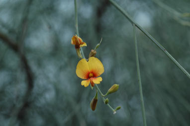 APII jpeg image of Jacksonia lehmannii  © contact APII