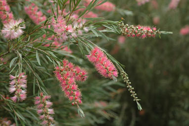 APII jpeg image of Callistemon 'Injune'  © contact APII