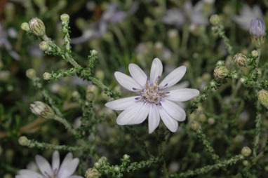 APII jpeg image of Olearia ramosissima  © contact APII