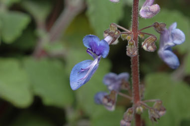 APII jpeg image of Plectranthus parviflorus  © contact APII