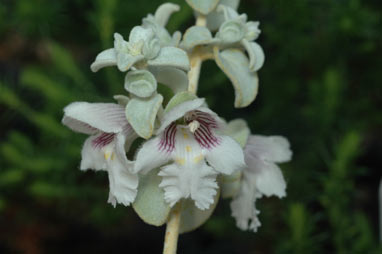 APII jpeg image of Prostanthera suborbicularis  © contact APII