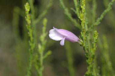 APII jpeg image of Eremophila gibbifolia  © contact APII