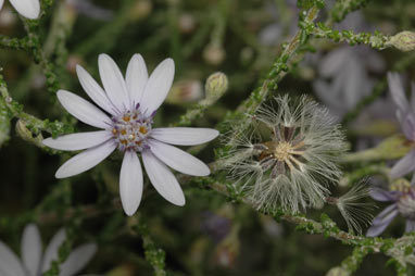 APII jpeg image of Olearia ramosissima  © contact APII