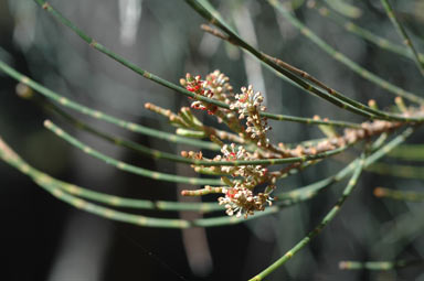 APII jpeg image of Casuarina cristata  © contact APII