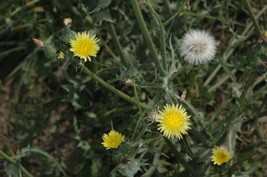 APII jpeg image of Sonchus oleraceus  © contact APII