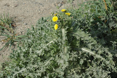 APII jpeg image of Sonchus asper subsp. asper  © contact APII