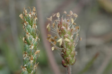 APII jpeg image of Plantago coronopus subsp. coronopus  © contact APII