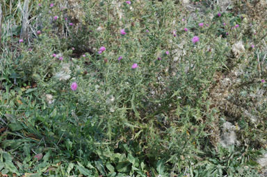 APII jpeg image of Cirsium vulgare  © contact APII