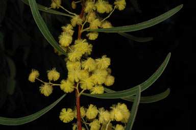 APII jpeg image of Acacia gladiiformis  © contact APII