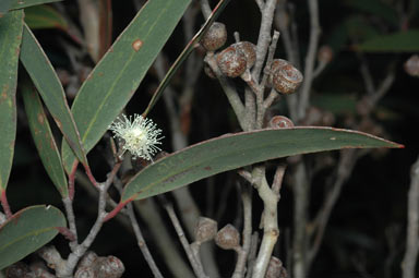 APII jpeg image of Eucalyptus stricta  © contact APII