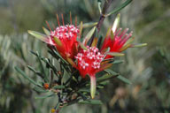 flower image