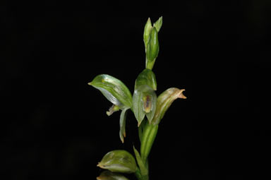 APII jpeg image of Bunochilus longifolius  © contact APII