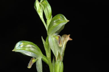 APII jpeg image of Bunochilus longifolius  © contact APII