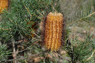 APII jpeg image of Banksia spinulosa var. spinulosa  © contact APII