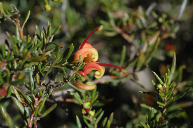 APII jpeg image of Grevillea 'Jubilee'  © contact APII