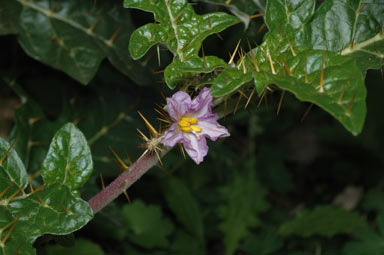 APII jpeg image of Solanum cinereum  © contact APII