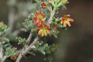 APII jpeg image of Dodonaea boroniifolia  © contact APII