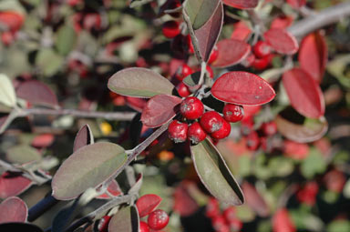 APII jpeg image of Cotoneaster pannosus  © contact APII