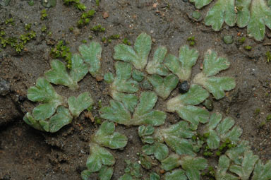 APII jpeg image of Riccia lamellosa  © contact APII