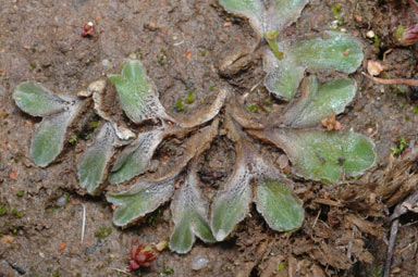 APII jpeg image of Riccia lamellosa  © contact APII