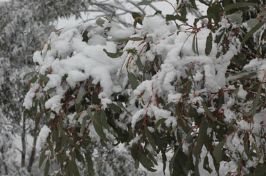 APII jpeg image of Eucalyptus pauciflora  © contact APII