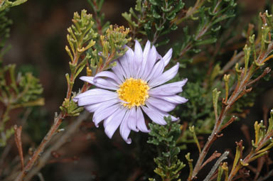 APII jpeg image of Olearia sp. Rhizomatica (I.R.Telford 11549)  © contact APII