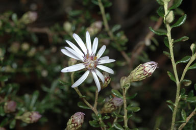 APII jpeg image of Olearia iodochroa  © contact APII