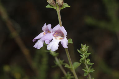 APII jpeg image of Prostanthera eurybioides  © contact APII