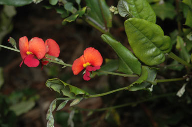 APII jpeg image of Chorizema cordatum - varium  © contact APII