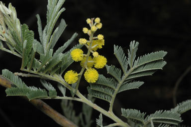 APII jpeg image of Acacia mollifolia  © contact APII