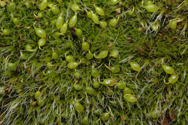 APII jpeg image of Grimmia pulvinata  © contact APII