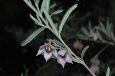 APII jpeg image of Guichenotia ledifolia  © contact APII