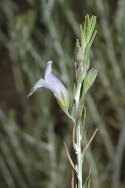 APII jpeg image of Eremophila microtheca  © contact APII