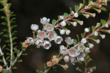 APII jpeg image of Thryptomene saxicola  © contact APII