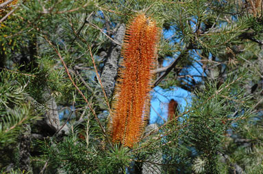 APII jpeg image of Banksia 'Giant Candles'  © contact APII