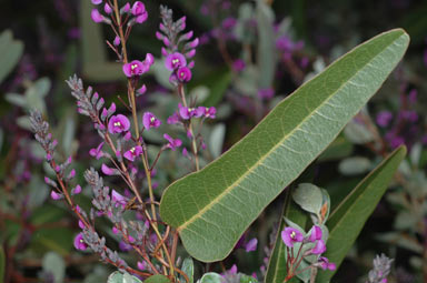 APII jpeg image of Hardenbergia violacea  © contact APII