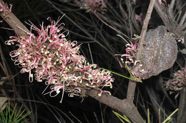 APII jpeg image of Hakea bakeriana  © contact APII