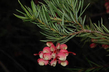 APII jpeg image of Grevillea rosmarinifolia subsp. rosmarinifolia  © contact APII