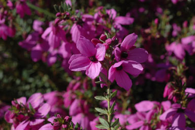 APII jpeg image of Tetratheca thymifolia  © contact APII